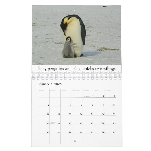 Kleintiere Kalender (Jan 2026)