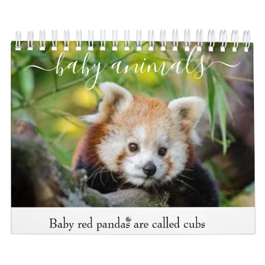 Kleintiere Kalender (Titelbild)