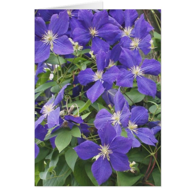 KLEMATIS, BLAU (Vorne)