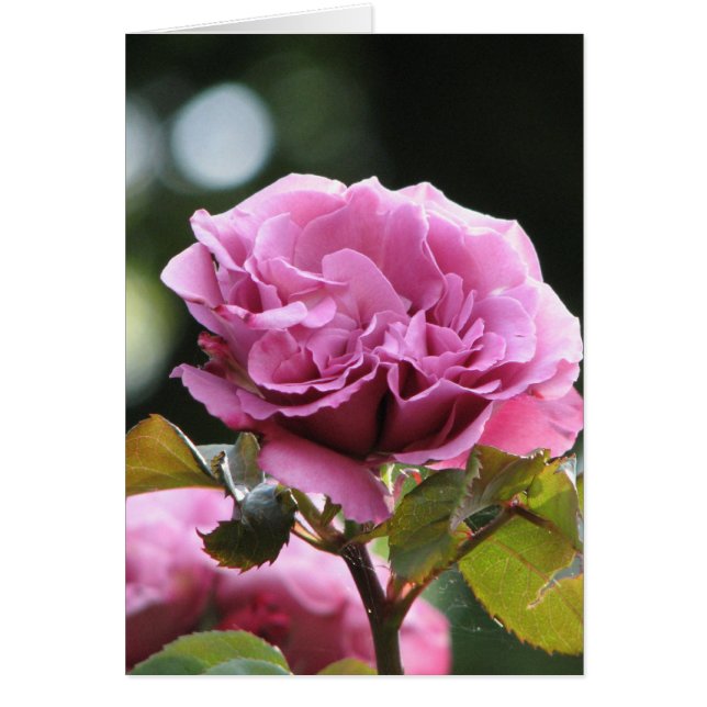 Kletterangel Face 196 (Vorne)