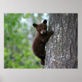 Kletterbären Poster (Vorne)