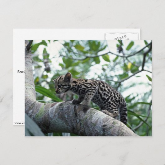 Kletterbaum Postkarte (Vorne/Hinten)