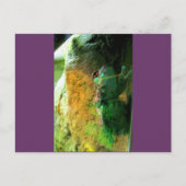 Kletterfrosch CB Postkarte (Vorderseite)