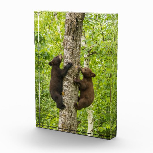 Klettergarten Fotoblock (Rechts)