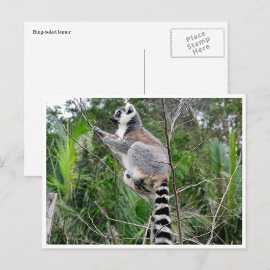 Kletterklettern Postkarte (Vorne/Hinten)