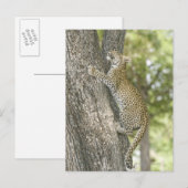 Klettermännchen (Panthera Pardus) Postkarte (Vorne/Hinten)