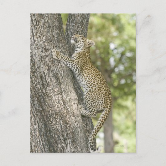 Klettermännchen (Panthera Pardus) Postkarte (Vorderseite)
