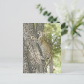 Klettermännchen (Panthera Pardus) Postkarte (Stehend Vorderseite)