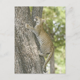 Klettermännchen (Panthera Pardus) Postkarte