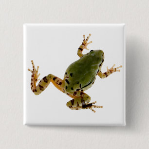 Klettern Arizona Tree Frog Fotografie Button
