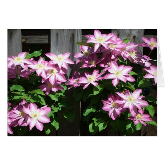 Klettern Clematis Lila Frühlingsblumen (Vorderseite (Horizontal))