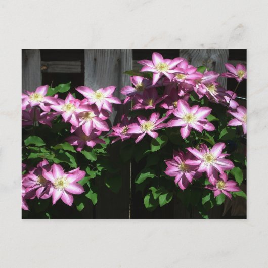 Klettern Clematis Lila Frühlingsblumen Postkarte (Vorderseite)