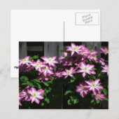 Klettern Clematis Lila Frühlingsblumen Postkarte (Vorne/Hinten)
