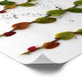 Klettern Fig Vine Ombre Fotografie Poster (Ecke)