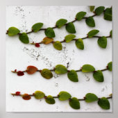 Klettern Fig Vine Ombre Fotografie Poster (Vorne)