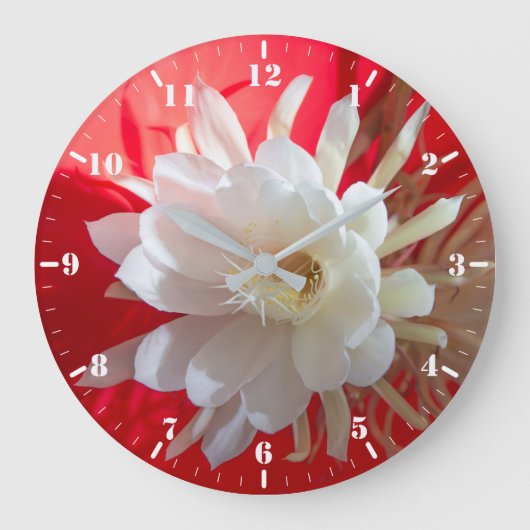 Klettern Kaktus in Blüte auf Rot mit Reflexion Große Wanduhr (Vorderseite)