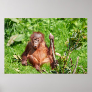 Klettern Orangutan Baby Poster