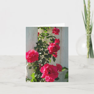 Klettern Rose Rot, Beileid Karte