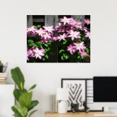 Kletternde Clematis lila Frühlingsblumen Poster (Heimbüro)