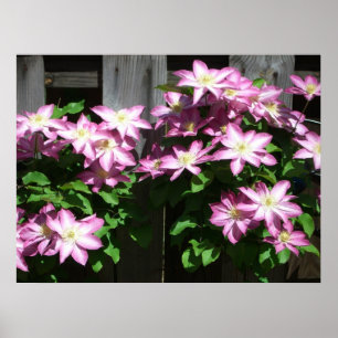 Kletternde Clematis lila Frühlingsblumen Poster
