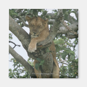 Kletternde Löwin des Baums (Panthera Löwe), Magnet