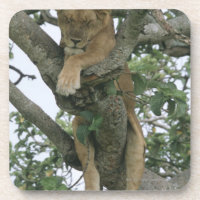 Kletternde Löwin des Baums (Panthera Löwe),