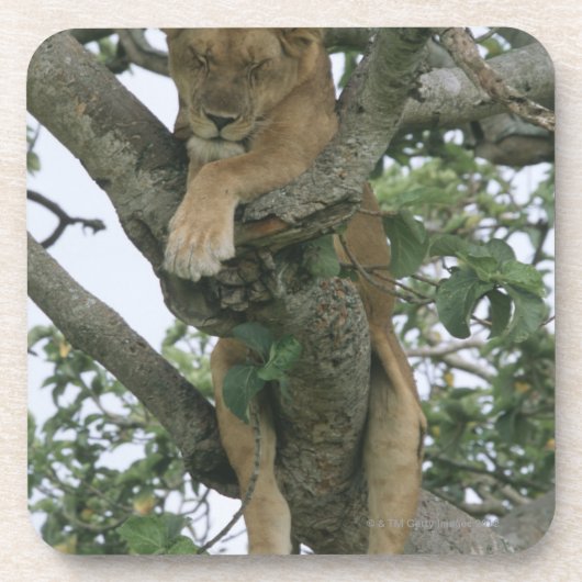 Kletternde Löwin des Baums (Panthera Löwe), Untersetzer (Vorderseite)