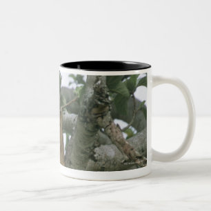 Kletternde Löwin des Baums (Panthera Löwe), Zweifarbige Tasse