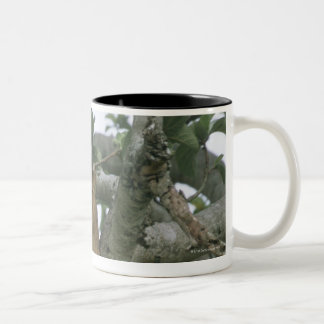 Kletternde Löwin des Baums (Panthera Löwe), Zweifarbige Tasse