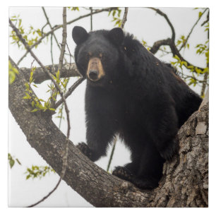 Kletternder schwarzer Bär Fliese