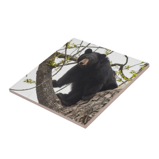 Kletternder schwarzer Bär Fliese (Seite)