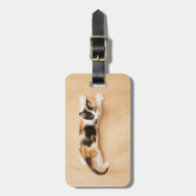 Kletterndes Kaliko-Kätzchen