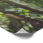 Kletterpflanzen. Poster (Ecke)