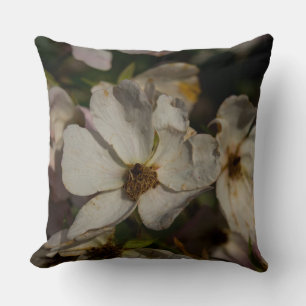 Kletterrose Kissen