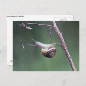 Kletterschnecke Postkarte (Vorne/Hinten)