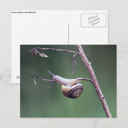Kletterschnecke Postkarte (Vorne/Hinten)