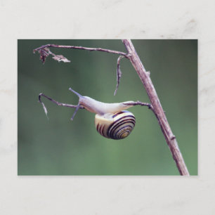 Kletterschnecke Postkarte
