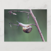 Kletterschnecke Postkarte (Vorderseite)