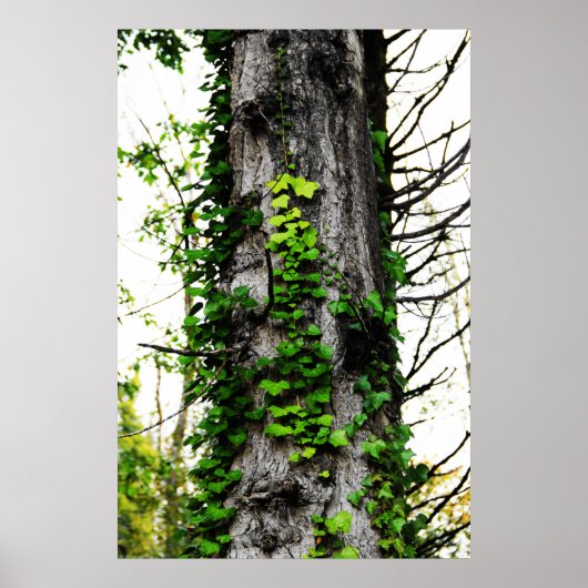 Klettersteig Ivy Poster (Vorne)