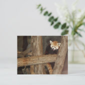 Klettersteig Panda Postcard Postkarte (Stehend Vorderseite)