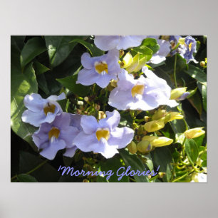 Klettervormittagsgläser Poster