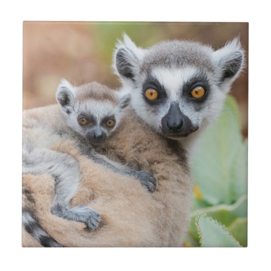 Klingelschwanz auf dem Rücken der Mutter Fliese (Vorderseite)