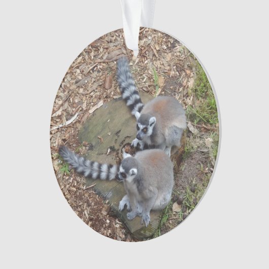 Klingelschwanz-Lemur #1-Ornament Ornament (Vorderseite)
