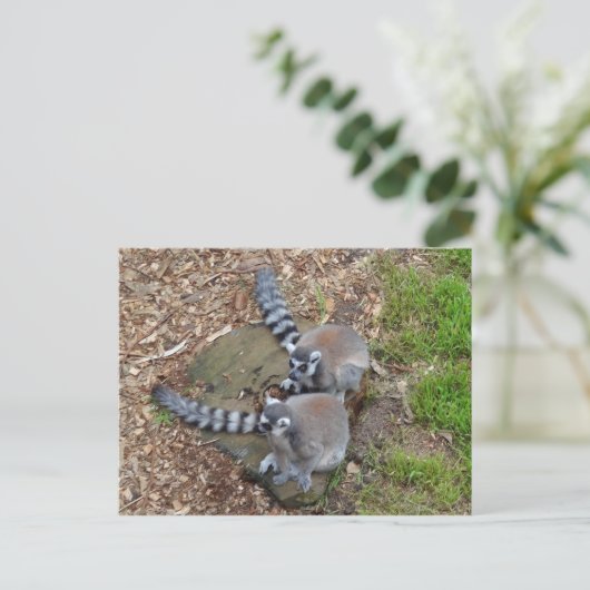 Klingelschwanz Lemur #1 Postkarte (Stehend Vorderseite)