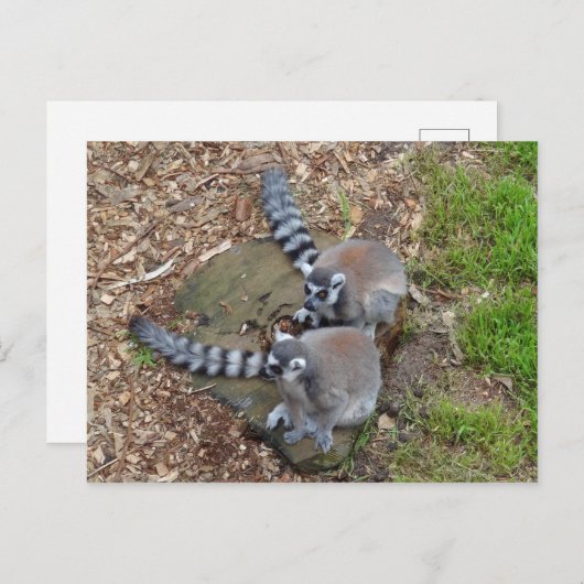 Klingelschwanz Lemur #1 Postkarte (Vorne/Hinten)