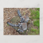 Klingelschwanz Lemur #1 Postkarte (Vorderseite)