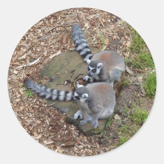 Klingelschwanz Lemur #1 Stickers (Vorderseite)