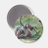 Klingelschwanzgewächse Magnet (Vorderseite/Rückseite)