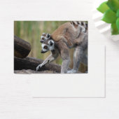 Klingelschwanzmutter und Baby (Schreibtisch)