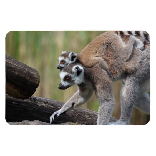 Klingelschwanzmutter und Baby Magnet (Horizontal)